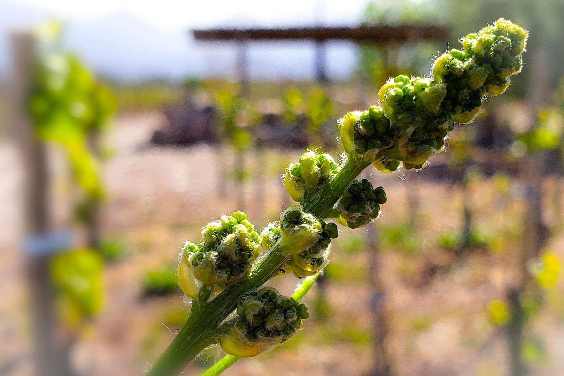Un paseo por las nubes 2