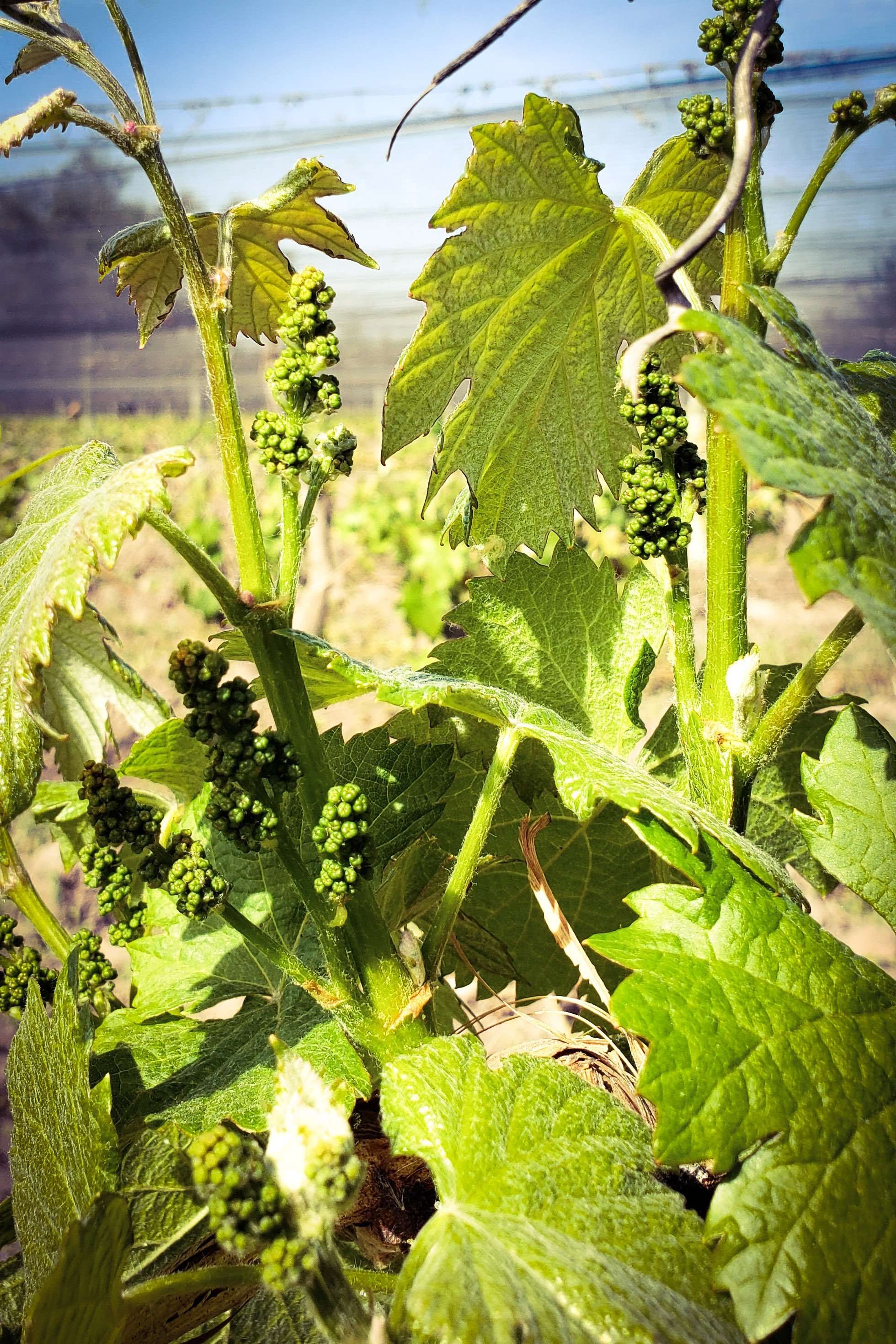 Ángeles de felicidad 3