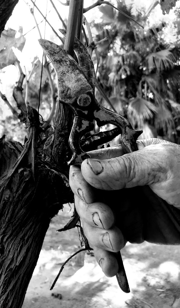 Don Cacho de las acequias