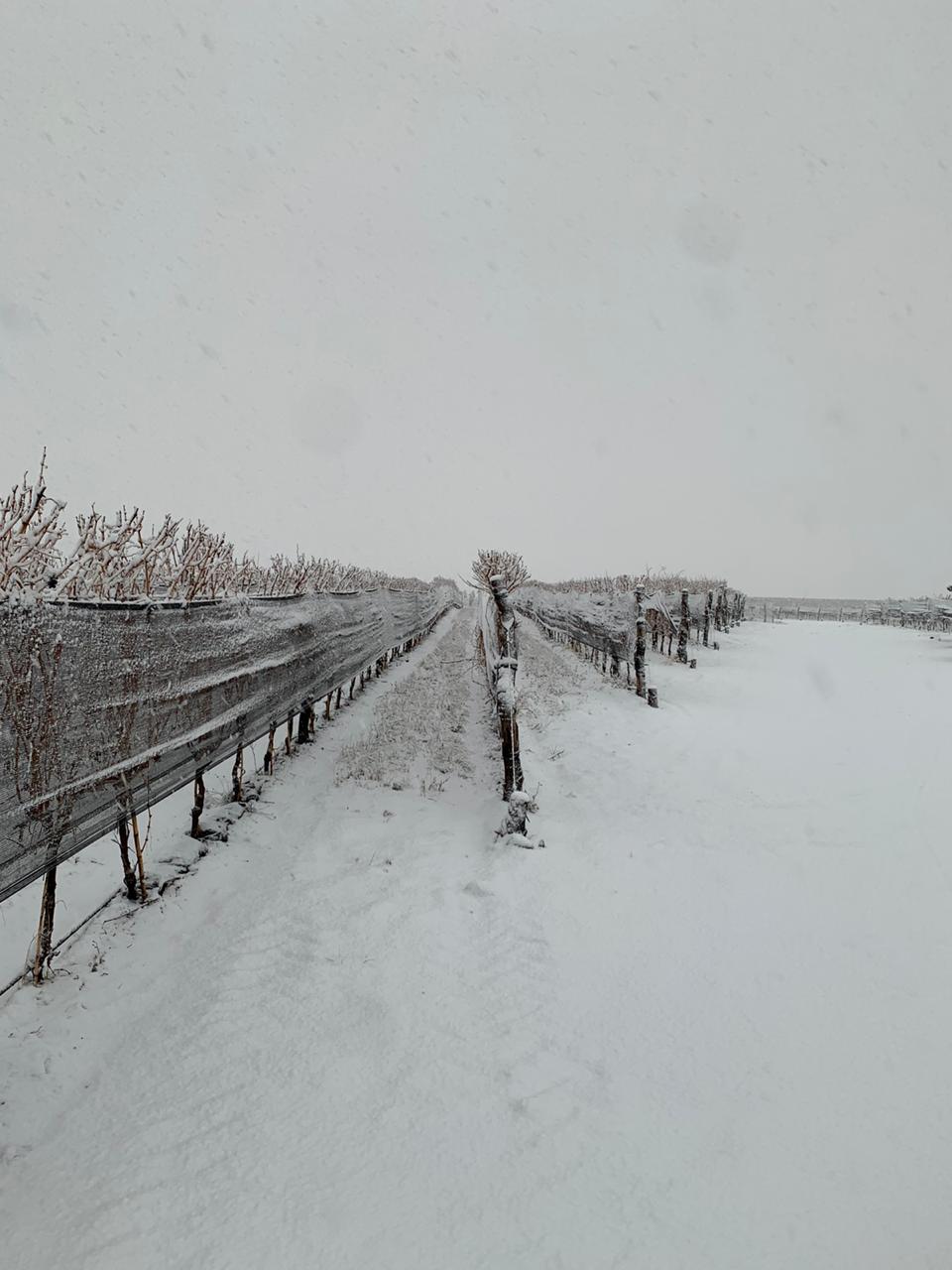 Nieve en los viñedos 14 Nieve en los viñedos - Finca Las Cuchillas (Zuccardi Wines) - San Pablo - Tupungato - Foto Sebastián Zuccardi