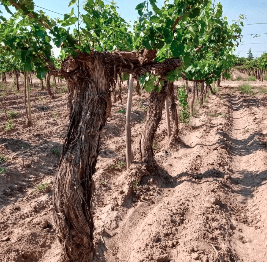 Altos Las Hormigas Blanco 2020