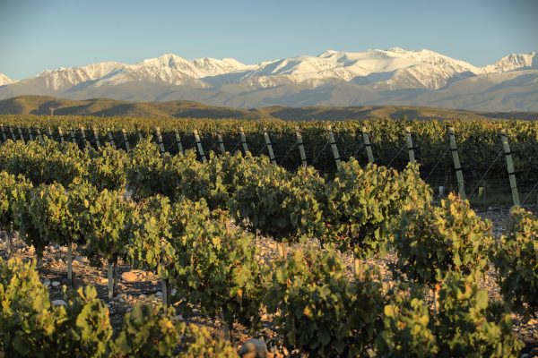 Doña Paula certifica sus vinos como aptos para veganos