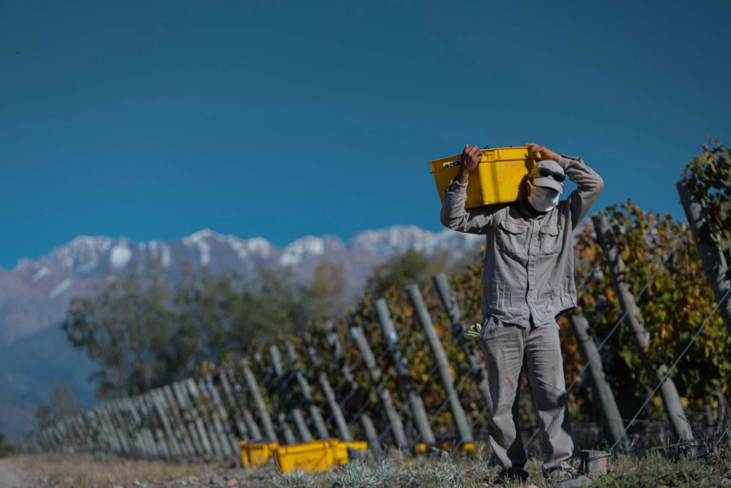Silvio Alberto Bodegas Bianchi Cosecha 2021