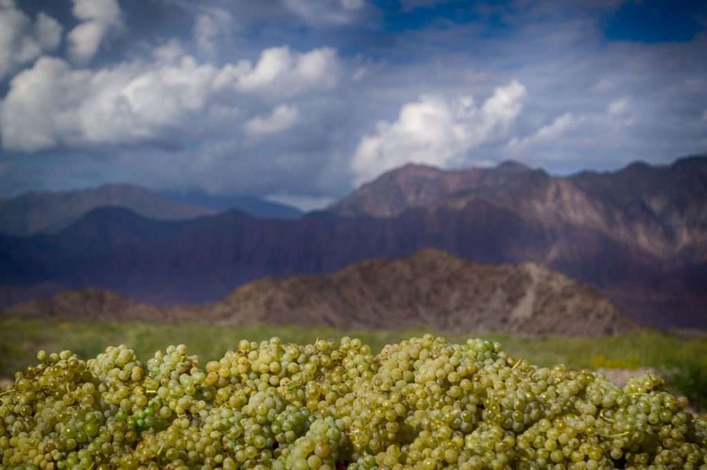 Fiesta de la Vendimia - Tinogasta - Bodega Veralma