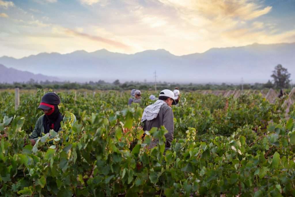 Fiesta de la Vendimia - Tinogasta - Bodega Veralma