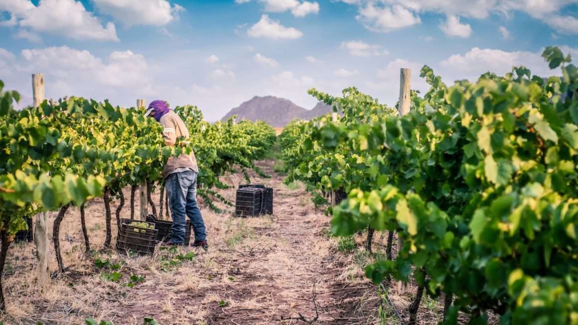 Fiesta de la Vendimia - Tinogasta - Bodega Veralma