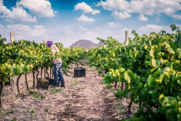Bodega Veralma te invita a la Fiesta de la Vendimia en Tinogasta