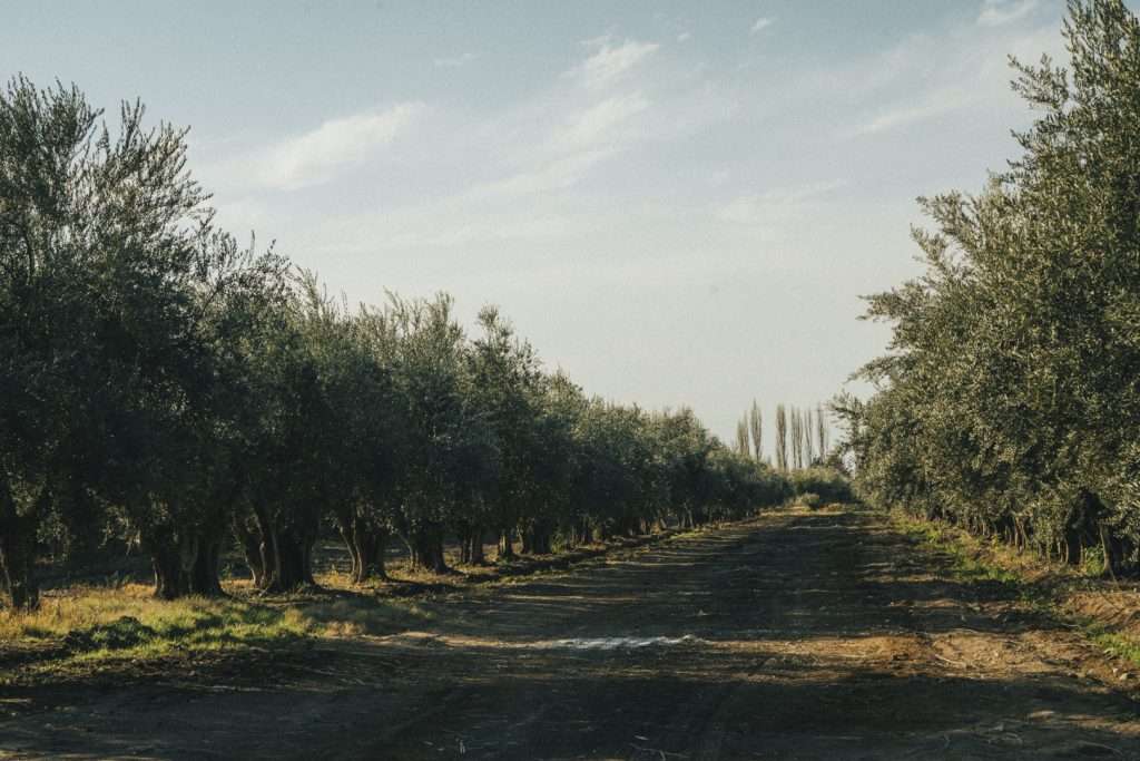 Día Nacional de la Olivicultura