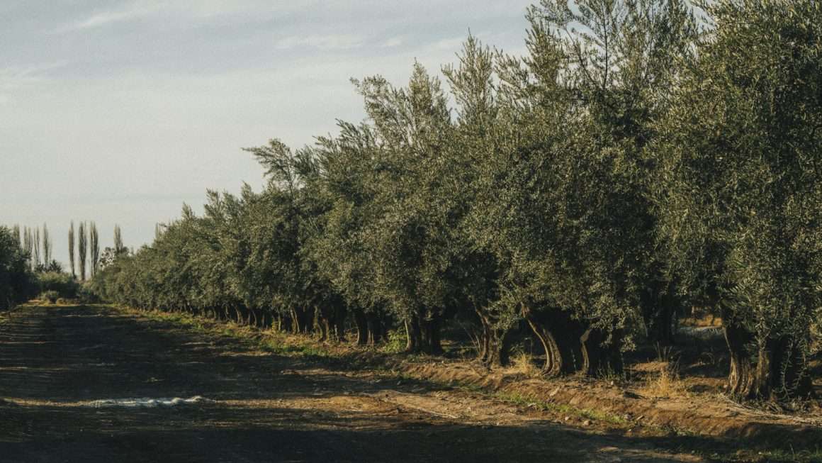 Día Nacional de la Olivicultura