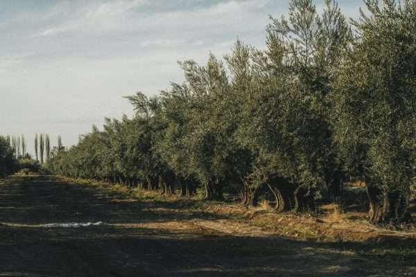 24 de mayo: Día Nacional de la Olivicultura. La industria olivícola argentina atraviesa una oportunidad única
