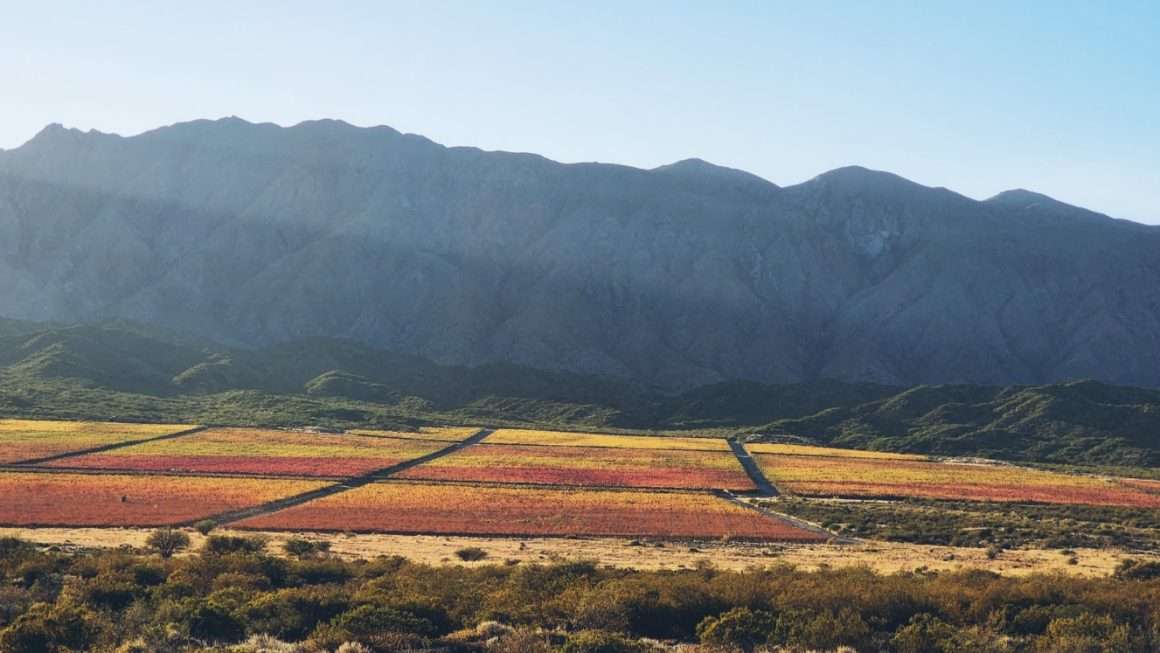 Elefante Wines - Finca El Durazno - Valle de Perdernal