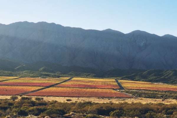 Elefante Wines, una historia de amor